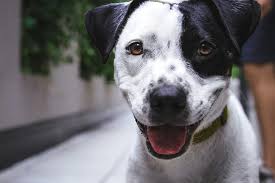 How do i know if my dog wormer is working? The Best Dog Dewormers 2020 Entirelypets