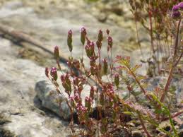 Image result for Rotala tenella
