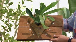 Gardeners should prepare the basket to provide the optimal conditions for the staghorn fern. Ripper Idea Elkhorn Fern Fact Sheets Gardening Australia Gardening Australia