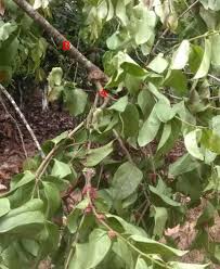 Image result for Tapinanthus dependens