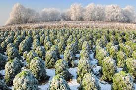 Image result for kadeřávek