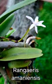 Image result for Rangaeris