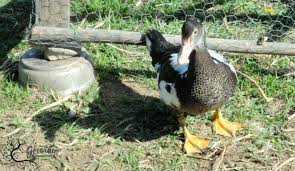 Stainless Steel Chicken Feeder Trough Automatic Poultry Chicken Feeding Box  Cage Pigeon Feeder Duck Food Bowl 10L