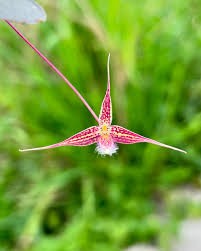 Image result for Bulbophyllum burttii