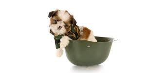 We can help you move your pets anywhere in the united states and around the world not just the islands. Island Pet Movers We Relocate Pets