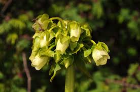 Image result for Swertia welwitschii