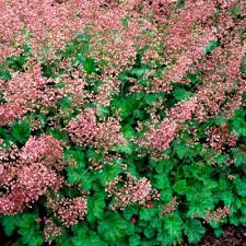 Image result for Heuchera `Swirling Fantasy`