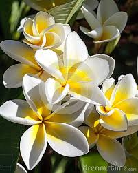 Cluster Of Tropical Frangipani Flowers Frangipani Flowers Tropical