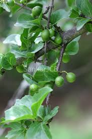 Image result for Canthium