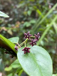 Image result for Vincetoxicum heterophyllum