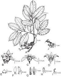 Image result for Artabotrys