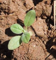 Image result for Glinus lotoides