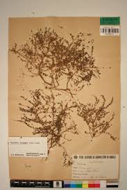 Image result for Phyllanthus pentandrus