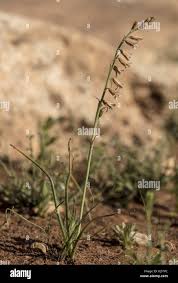 Image result for Dipcadi rigidifolium