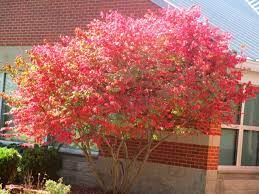 Burning Bush In Tree Form Burning Bush Hedges Plants