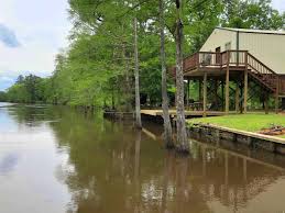 Read our alligator safety tips before your visit.fish: Lake Cabin Rentals Caddo Lake Backwater Jacks