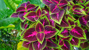 Image result for Coleus scutellarioides