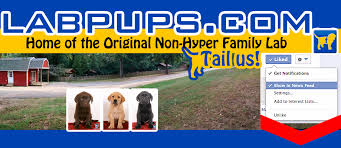 You can look at the address on the map. Labpups Com Home Facebook