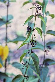 Image result for Vincetoxicum monticola