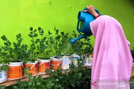 Cara bercocok tanam ini ideal untuk jenis tanaman yang memerlukan cadangan air banyak. Tips Bercocok Tanam Di Rumah Dari Petani Organik Antara News Kalimantan Tengah Berita Terkini Kalimantan Tengah