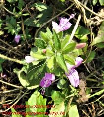 Image result for Dicliptera clinopodia