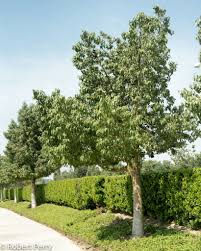 Nombre Comun Brachichito Populneus Nombre Cientifico Brachychiton Populneus Altura 15 M Exp Solar Sol Nec Hidrica Bottle Tree Garden Planner Growing Tree