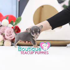 Lil Azul Makes Us All Want A Micro Chihuahua 3 Gorgeous Coloring Incredible Apple Head Top Tier Quality Micro Blue Tan Chihuahua Sol Micro Blue Chihuahua The Incredibles