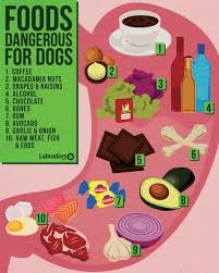 Dog Safe Food Chart Ideas What To Feed Your Dog