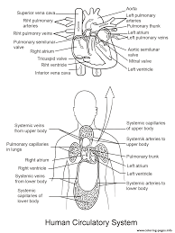 Get to know your body with this super simple anatomy lesson. Human Circulatory System By Yulia Znayduk Coloring Pages Printable