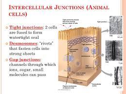 Plasmodesmata (singular = plasmodesma) are junctions between plant cells, whereas animal cell contacts include tight and gap junctions, and desmosomes. Ch 4 Warm Up What Are The 2 Main Types Of Cells Which Domains Do They Consist Of List 3 Ways That Eukaryotes Differ From Prokaryotes Ppt Download