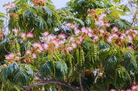 Image result for Albizia brevifolia