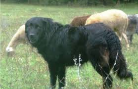 Macedonian Karaman Shepherd Dog Download Scientific Diagram