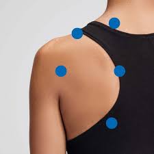 Anatomy of human body organs 12 photos of the anatomy of human body organs anatomy human body organ systems foldable, anatomy of human body and its functions, anatomy of human body drawing pdf, anatomy of human body parts, anatomy of human body quiz, human anatomy, anatomy human body organ systems foldable, anatomy. Shoulders Therapy Novafon