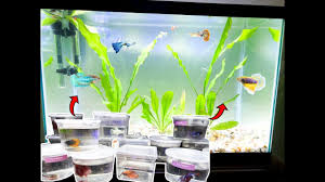 Your female betta may live in a sorority environment that is very peaceful but may not be all. New Betta Fish Sorority Tank Youtube