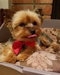 The first sign of baking soda toxicity is typically vomiting. Yorkshire Terrier Vomiting Issues