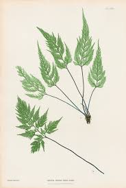 Image result for Asplenium adiantum-nigrum