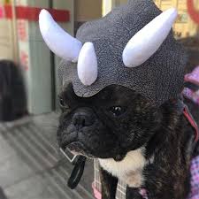 Dog dinosaur costume, low prices, free shipping & 24/7 help, shop now! Triceratops Dog Costume Black Dog Dinosaur Costume Dog Costume Dogmega Com