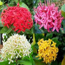 Image result for Ixora laurentii