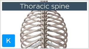 It provides a basic framework in form of skeleton on which everything is else is laid on and anchored to. Thoracic Spine Definition Components Human Anatomy Kenhub Youtube
