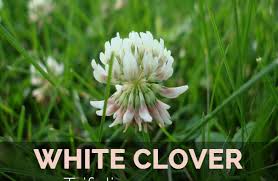 Bring water and sunlight to the clover flower to make it blossom. White Clover Facts And Health Benefits