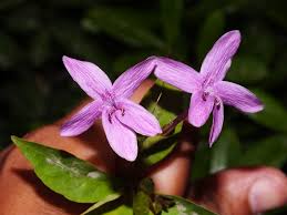 Image result for Eranthemum laxiflorum