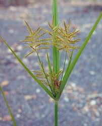 Image result for Cyperus esculentus