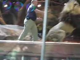 Watch | In this video, a Lioness can be seen trying to calm a Lion from  attacking a zookeeper who was making eye contact with the Lion. Credit:  Epic Video Station Circa: