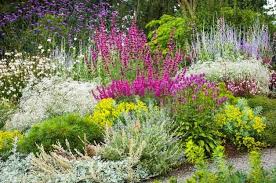 We did not find results for: 40 Drought Resistant Flowers And Plants Birds And Blooms Drought Resistant Plants Drought Tolerant Landscape Drought Tolerant Garden