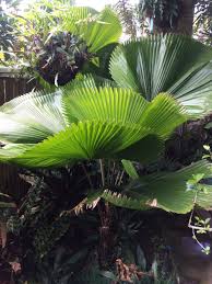 Image result for Licuala grandis