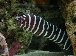 Zebra Moray Eel Gymnomuraena Zebra Photos Ratemyfishtank Com Moray Eel Marine Tank Zebra