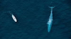 This cute blue whale is done! Blue Whale Facts Habitat Pictures Britannica