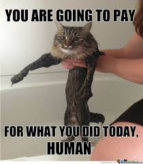 In this post we have added 20 hilarious and funny cat pictures that make you laugh. 38 Funny Pictures Of Cats With Captions