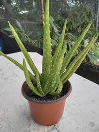 Explore our vast collection of expert aloe vera beauty and health tips, trending news and. Pokok Aloe Vera Home Furniture Gardening On Carousell