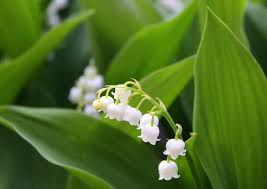 You can't pick them like other flowers, but you can dig them up with your shovel and plant them elsewhere. How To Grow Lily Of The Valley Flowers Gardening Channel
